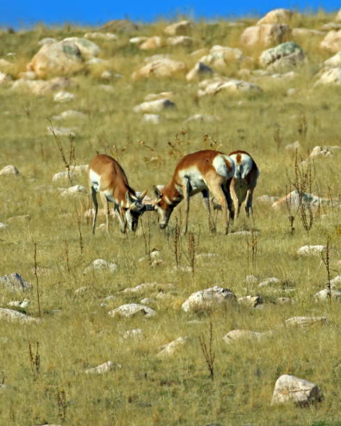 istock Pronghorn Antelope Bucks Sparring 1083476656