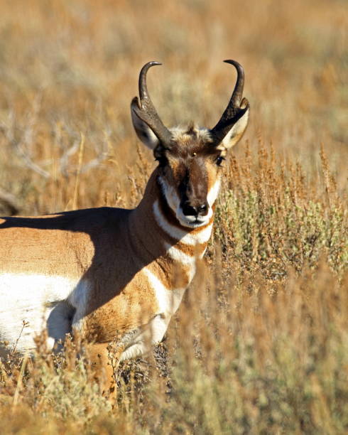 istock Pronghorn Antelope Buck 1083476668