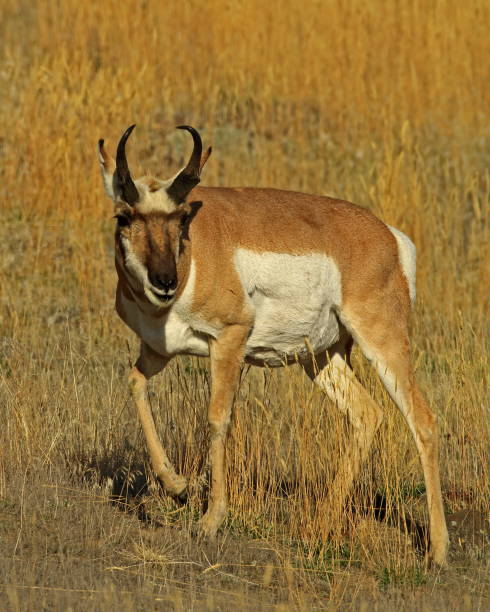 istock Pronghorn Antelope Buck 1083476698