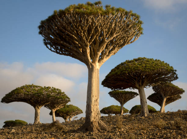 kuvapankkikuvat ja rojaltivapaat kuvat aiheesta lohikäärmeen veripuut auringonnousun aikaan socotralla, jemenissä - socotra dragon tree