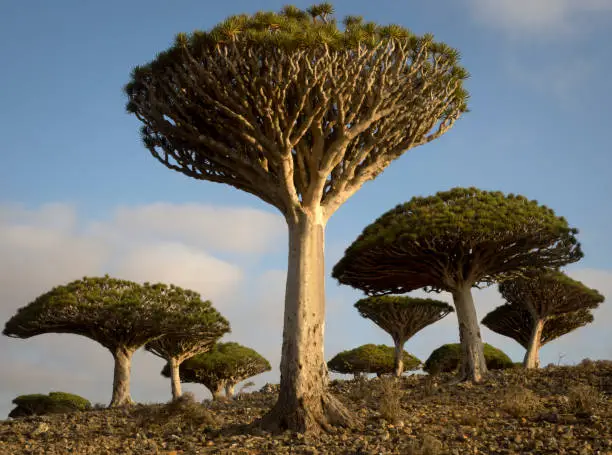 Dragon's Blood Trees grow only on the Yemeni island of Socotra, and were prized in medieval times.
