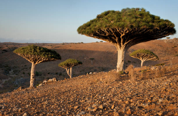 kuvapankkikuvat ja rojaltivapaat kuvat aiheesta lohikäärmeen veripuut kanjonissa socotralla, jemenissä - socotra dragon tree