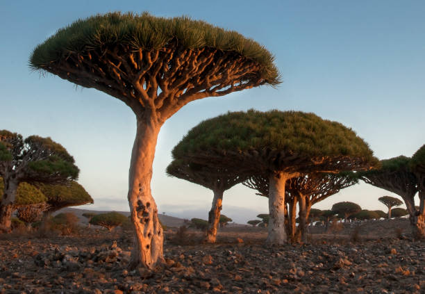 kuvapankkikuvat ja rojaltivapaat kuvat aiheesta lohikäärmeen veripuut auringonlaskun aikaan socotralla, jemenissä - socotra dragon tree