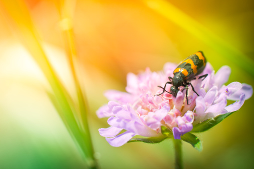 Colorful bug on wildflower during sunset
[url=/search/lightbox/4993571][IMG]http://farm4.static.flickr.com/3051/3032065487_f6e753ae37.jpg?v=0[/IMG][/url]