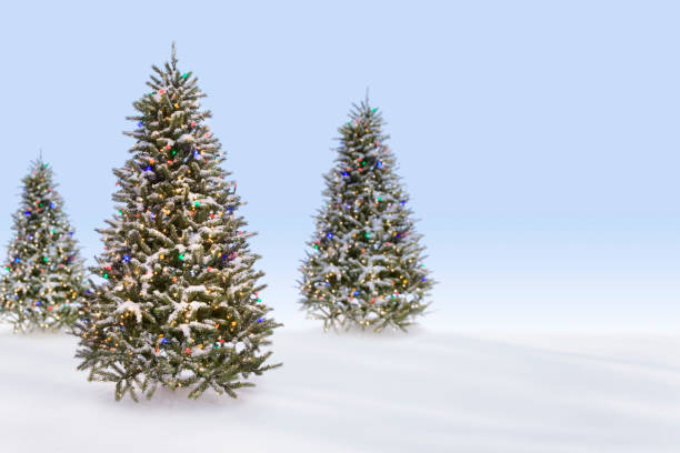 árboles de navidad en la nieve - flocked fotografías e imágenes de stock