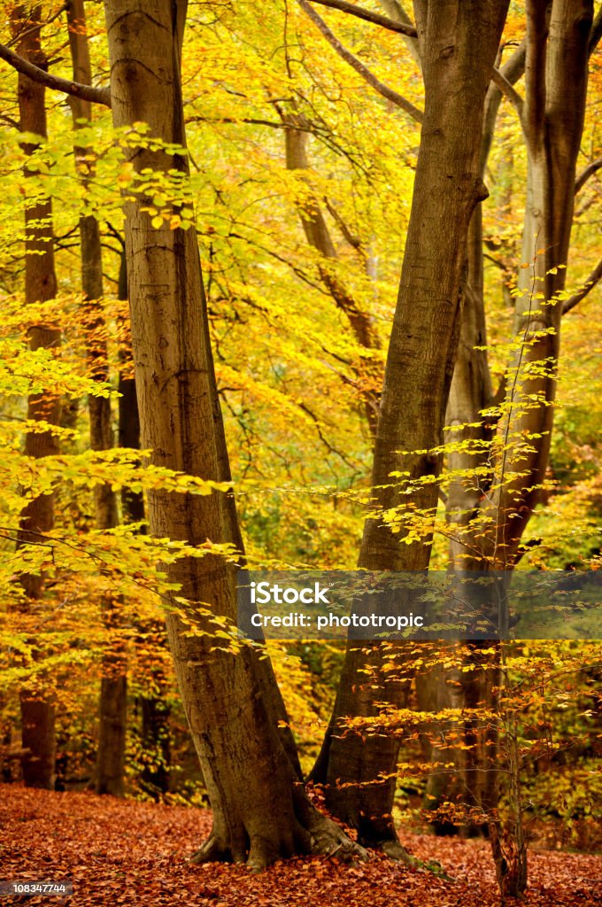 Herbst Buche-Holz - Lizenzfrei Herbst Stock-Foto