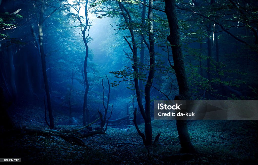 Misty forest - Lizenzfrei Aura Stock-Foto