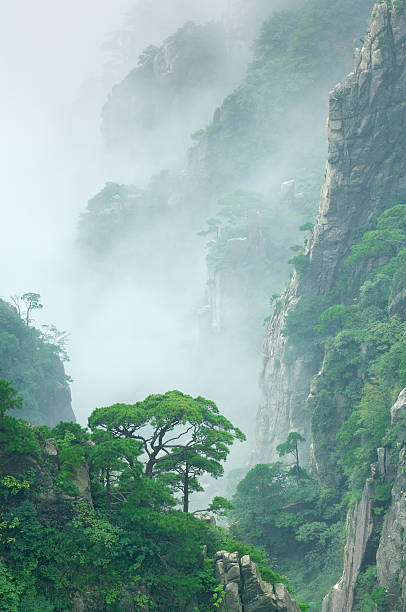 pine trees in cloud on Mount Huangshan  outcrop stock pictures, royalty-free photos & images