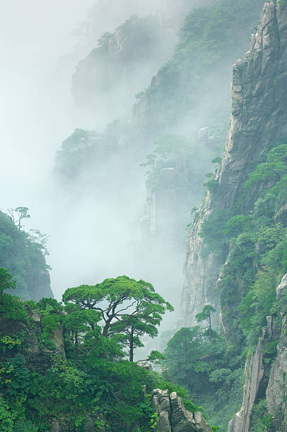 pinheiros em nuvem de monte huangshan - outcrop - fotografias e filmes do acervo