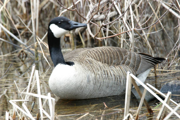 istock A Canada Goose, Branta canadensis 1083478736
