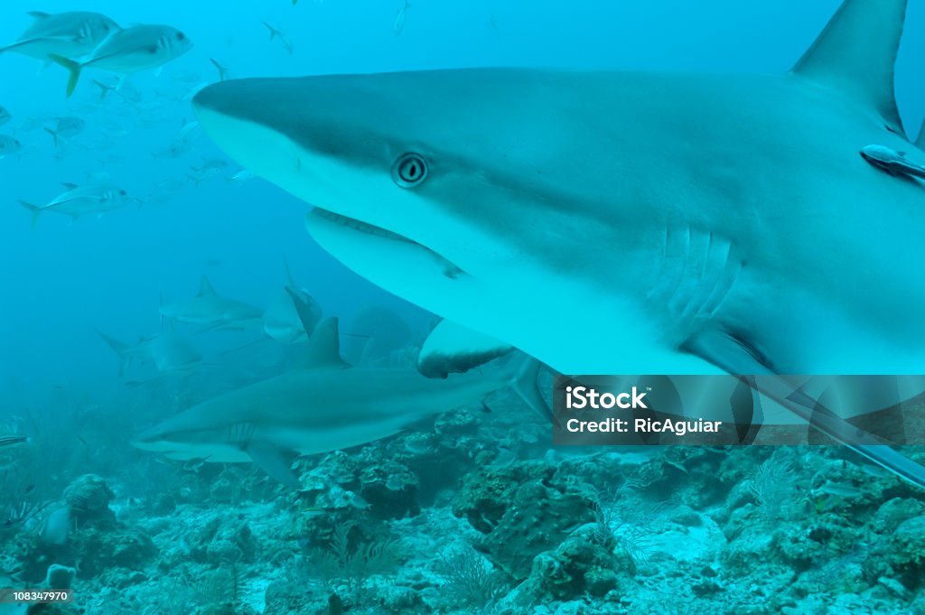 shark - Foto de stock de Grupo Grande de Animais royalty-free