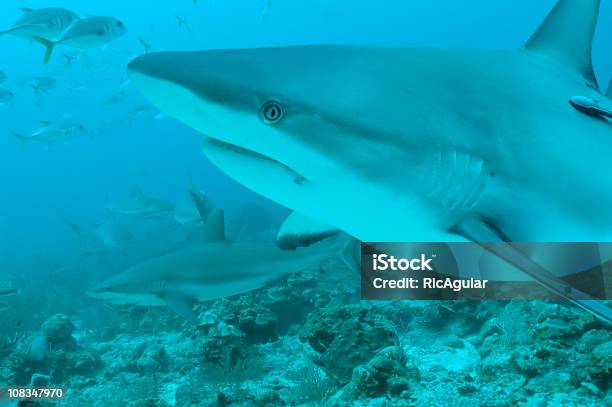 Foto de Shark e mais fotos de stock de Grupo Grande de Animais - Grupo Grande de Animais, Tubarão, Tubarão-Cabeça-de-Cesto