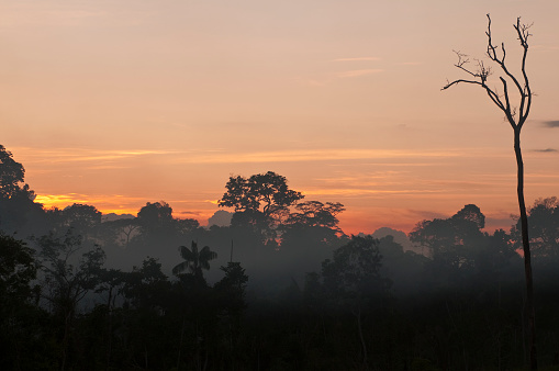 Dense forest in fog and clouds, mountains of Bali near Munduk, Indonesia