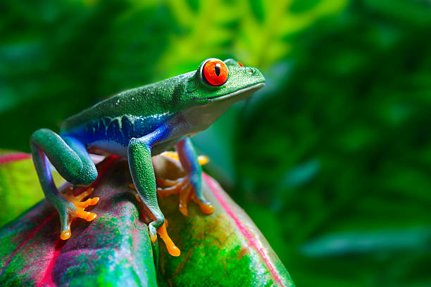 red-eyed tree frog - einzelnes tier fotos stock-fotos und bilder