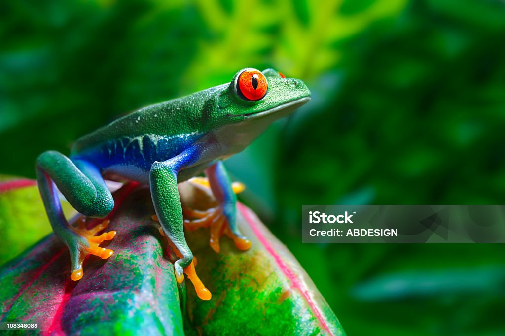 Red-Eyed Tree Frog  Animal Stock Photo