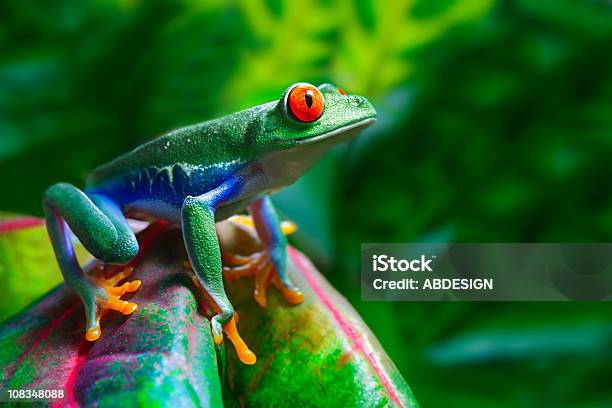 Redeyed Tree Frog Stock Photo - Download Image Now - Animal, Animal Themes, Costa Rica