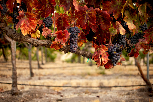 Close-up view of bunches of ripe wine grapes in colorful autumn leaves. Selective focus. Israel