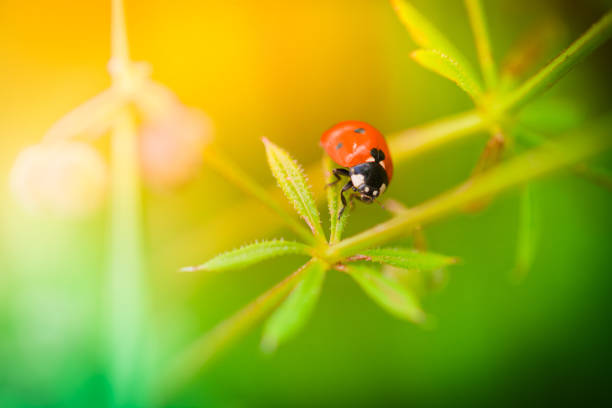 Ladybug walking on stem of wildflower during sunset