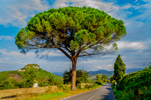 ORVIETO, TERNI, UMBRIA, ITALY - October 1, 2018: Panorama of a road and a maritime pine in the countryside near Orvieto.