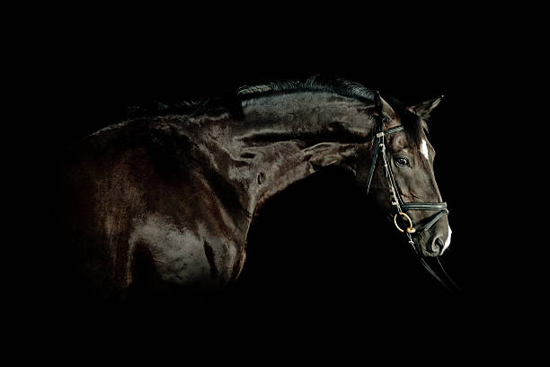 istock Black Horse Portrait 108348309