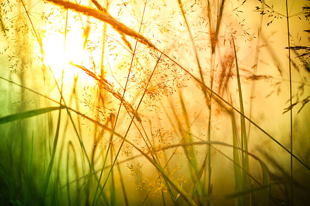 istock Silhouette of wildflowers in meadow during sunset 108348664