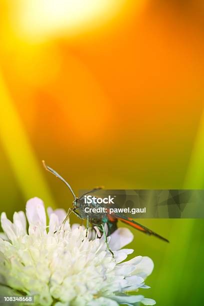 Colorido Zygaenidae Mariposa En Flor Silvestre Durante La Puesta Del Sol Foto de stock y más banco de imágenes de Aire libre