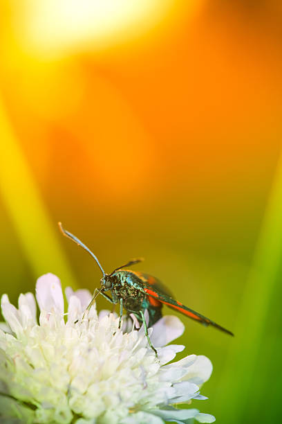 Colorful butterfly or moth on wildflower during sunset
