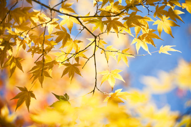 herbst gelben farben - autumn japanese maple maple tree selective focus stock-fotos und bilder