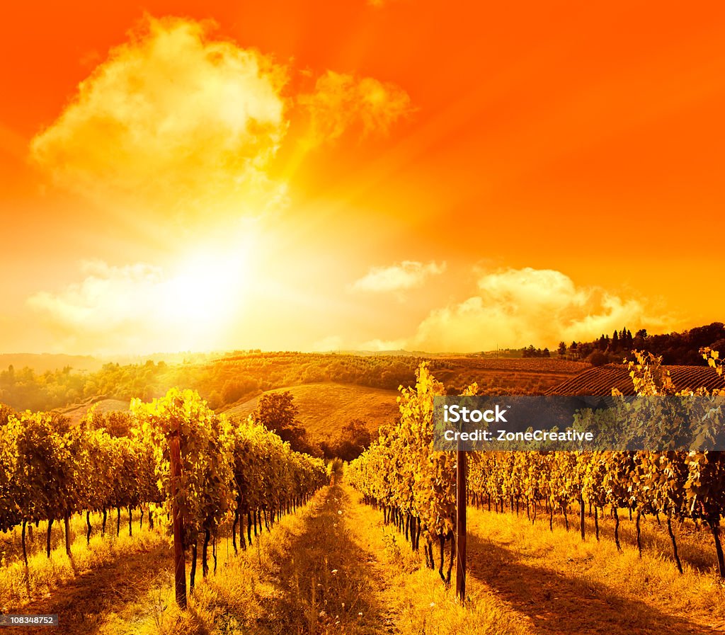 Una maravillosa vista de Toscana en hills entre el vines al atardecer - Foto de stock de Agricultura libre de derechos