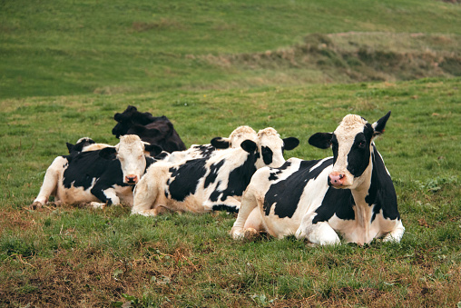 A group of cows sitting on a green field