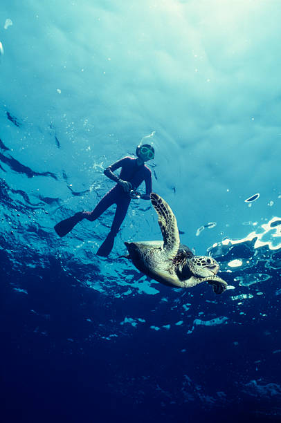 Hawaii turtle encounter