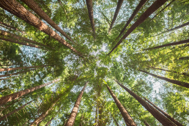 레드우드 숲 바로 아래에서 본 - tree growth sequoia rainforest 뉴스 사진 이미지