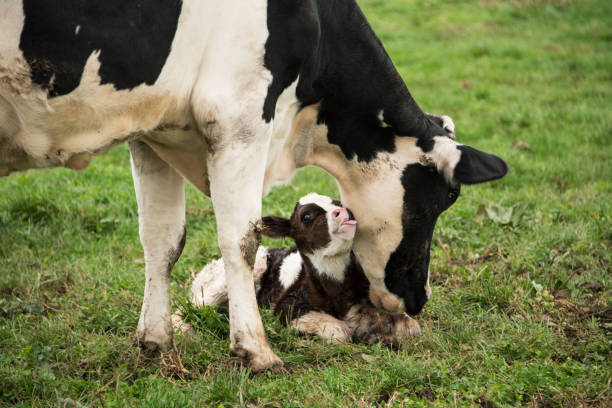 vitello bambino con madre - calf foto e immagini stock