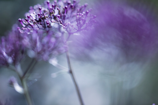 Dramatic macro photo of a purple flower.  Shallow depth of field.