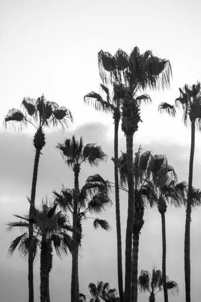 Black and white portrait orientation of palm trees against the sky in California