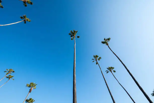 Wide angle view of palm trees in Laguna Beach California, looking up against blue sky. Copy space included