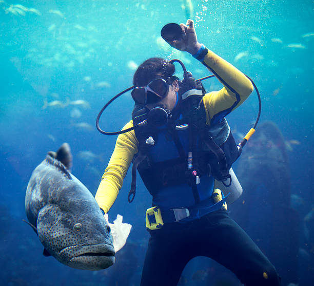 Cтоковое фото Diver