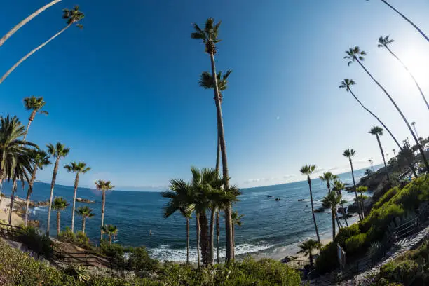 Laguna Beach California with palm trees