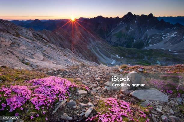 アルパイン日の出と花の前景 - 山のストックフォトや画像を多数ご用意 - 山, チロル州, 日の出