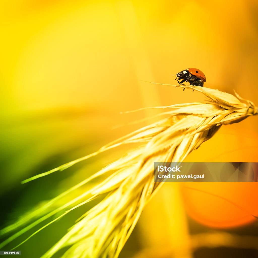 Ladybug sitting on wheat during sunset Ladybug sitting on wheat during sunset
[url=/search/lightbox/4993571][IMG]http://farm4.static.flickr.com/3051/3032065487_f6e753ae37.jpg?v=0[/IMG][/url] Cereal Plant Stock Photo