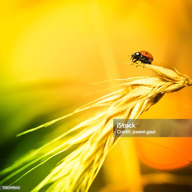 Ladybug Sitting On Wheat During Sunset Stock Photo - Download Image Now - Cereal Plant, Extreme Close-Up, Ladybug