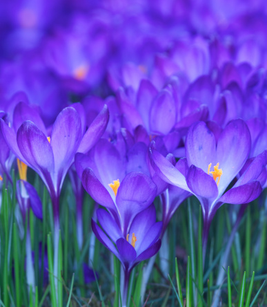Beautiful violet crocus flowers blooming in the park