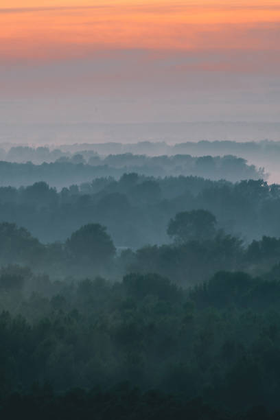 Mystical view from top on forest under haze at early morning. Mist among layers from tree silhouettes in taiga under warm predawn sky. Morning atmospheric minimalistic landscape of majestic nature.