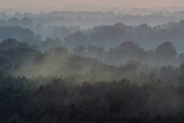istock Mystical view from top on forest under haze at early morning. Mist among layers from tree silhouettes in taiga under warm predawn sky. Morning atmospheric minimalistic landscape of majestic nature. 1083497308