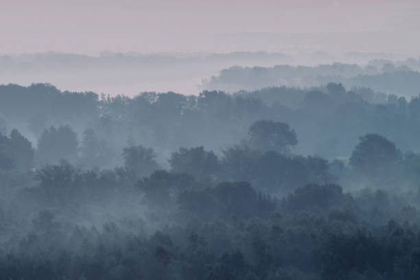 istock Mystical view on forest under haze at early morning. Eerie mist among layers from tree silhouettes in taiga under predawn sky. Atmospheric minimalistic landscape of majestic nature in faded blue tones 1083497338
