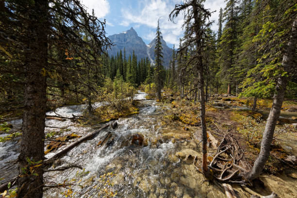 istock Mountain river in the forest, Moraine lake, Canada 1083498056