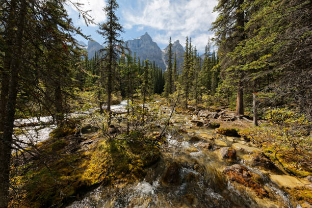 istock Mountain river in the forest, Moraine lake, Canada 1083498066