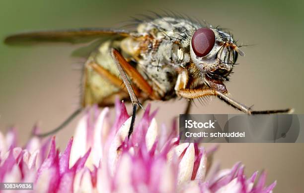 Mosca Sobre Stonecrop - Fotografias de stock e mais imagens de Alto-Contraste - Alto-Contraste, Botânica - Ciência de plantas, Cor de rosa