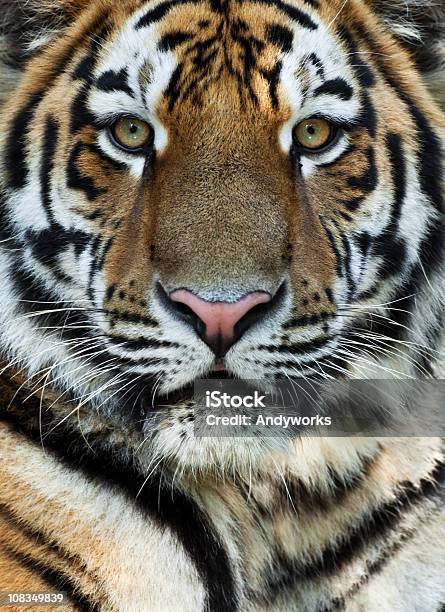 Tiger Nahaufnahme Stockfoto und mehr Bilder von Tiger - Tiger, Tierkopf, Bedrohte Tierart