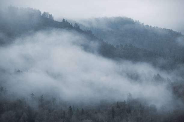 istock fog in the mountains. overcast. forest. 1083498488